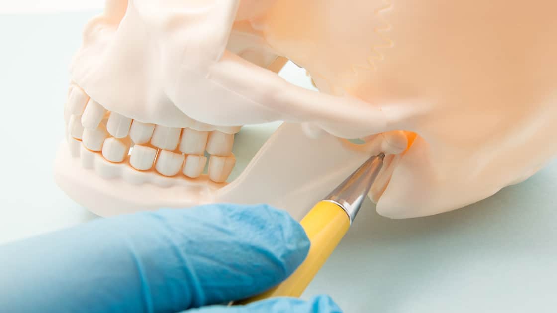 dentist pointing to temporomandibular joint on model skull